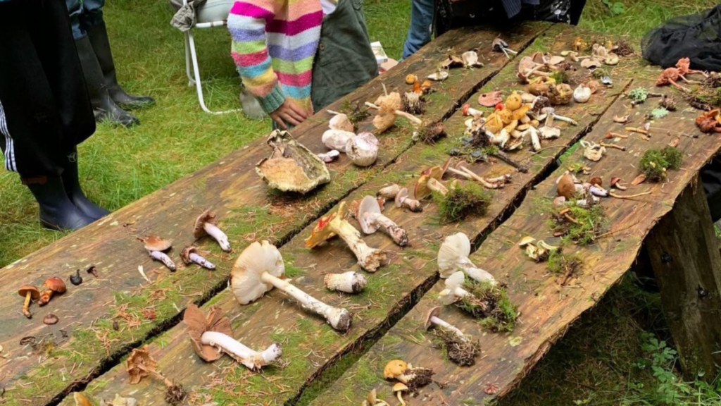 Display of wild mushrooms on a table at Bute Forest