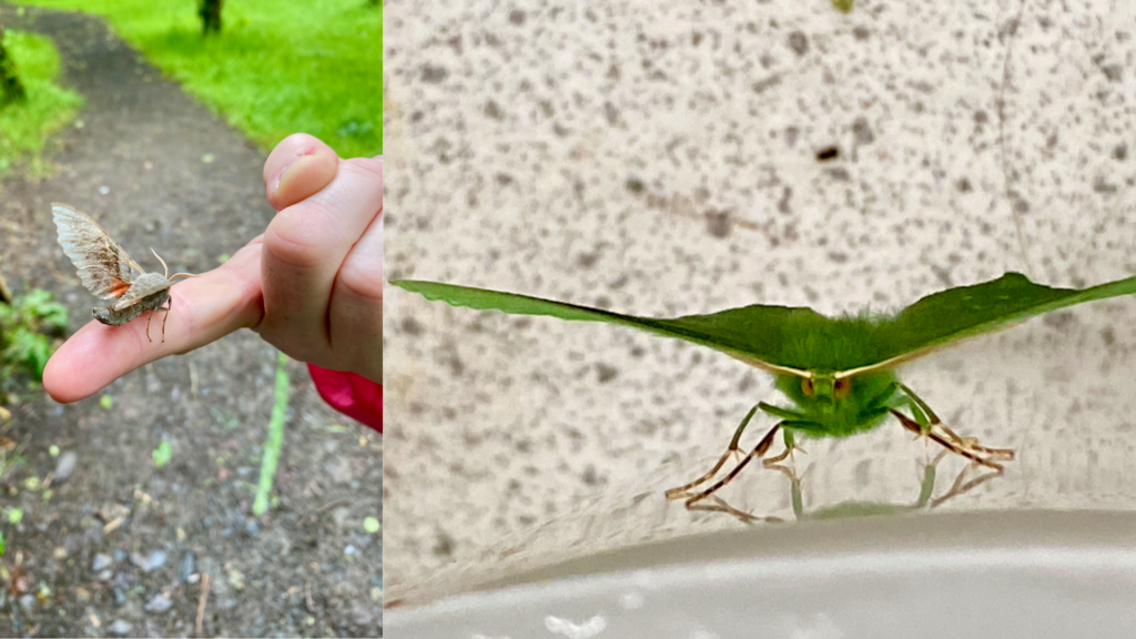 Emerald moth resting on a moth box, and a hawkmoth resting on a finger.