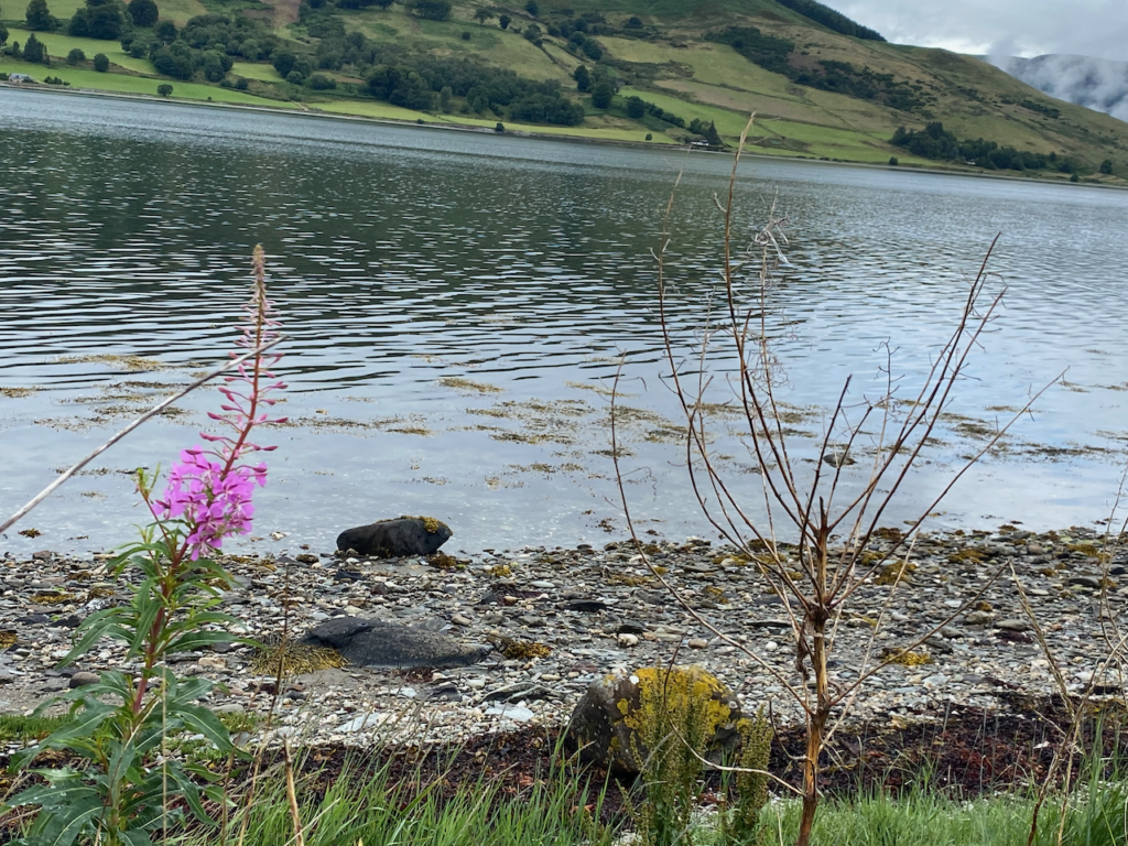 Willow herb at the side of the water, Bute