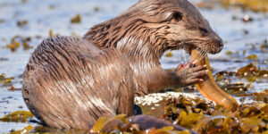 Otter eating by Isle of Bute shore